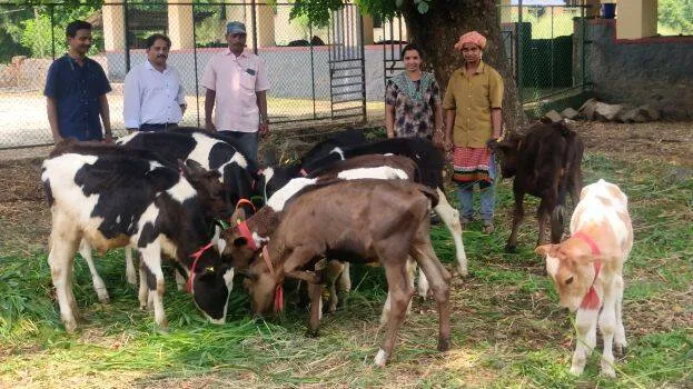 cows-