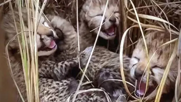 cheetah