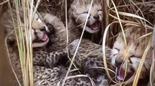cheetah