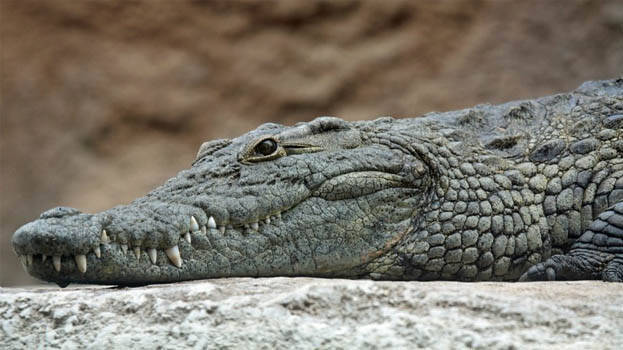 crocodile