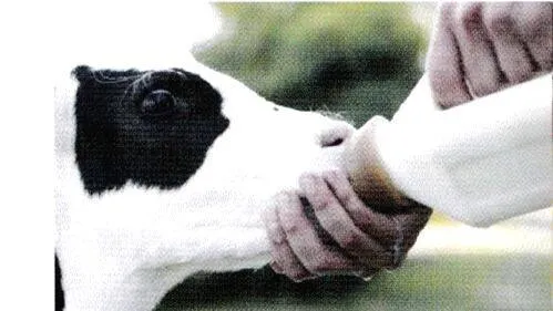 cow