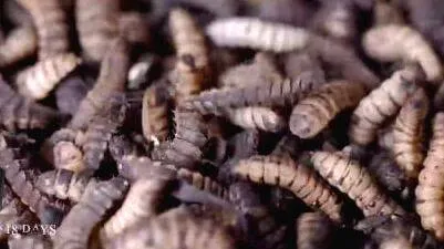 worm-
