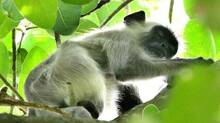 gray-langur