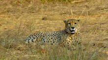 cheetah-