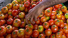 tomato