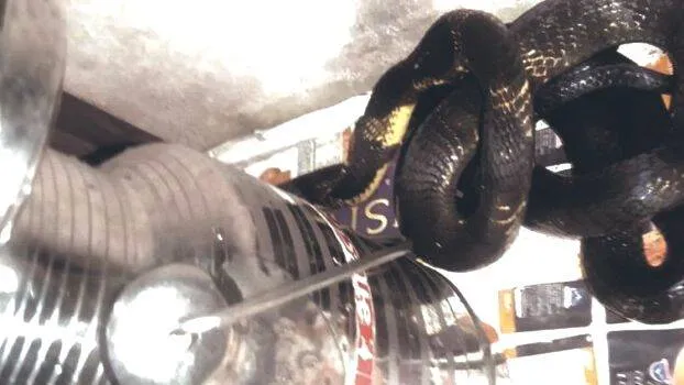 snake