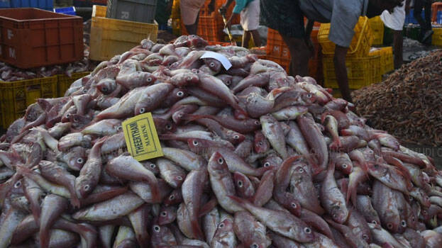 This harbour in Kerala sells fish at cheapest price - LIFESTYLE - GENERAL