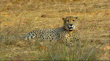 cheetah-