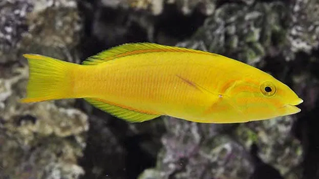 fish