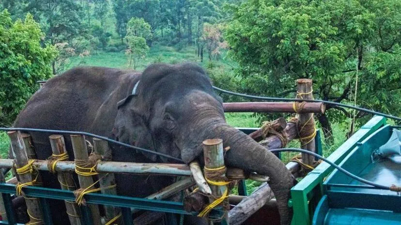 arikomban-elephant-kerala