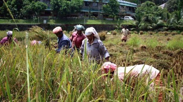 -paddy-harvest-in-vembly