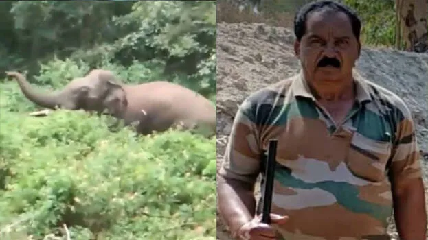wild-elephant
