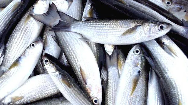 fish-