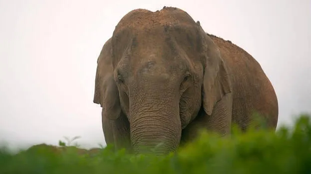 elephant-