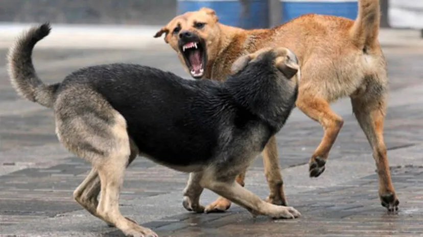 dogs