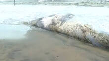 blue-whale-carcass