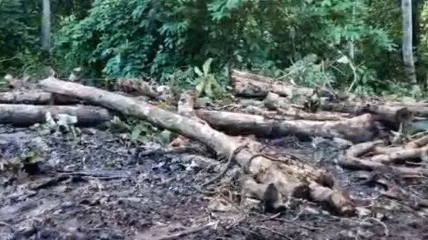 trees