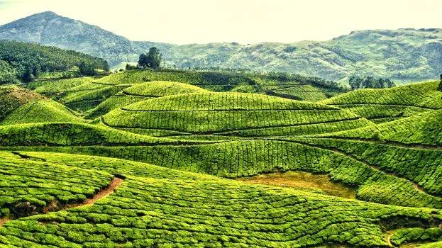 munnar2