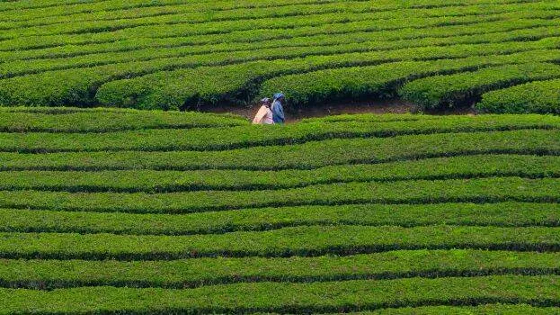 munnar