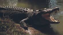 babiya-crocodile-worship