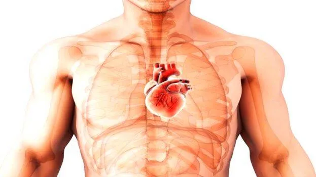 heart