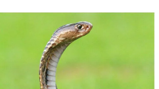 snake
