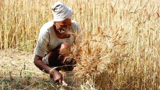 farming