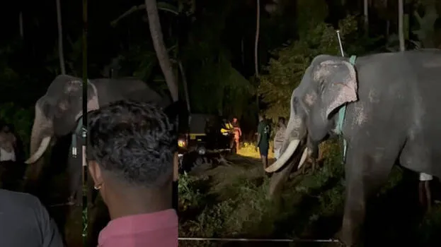 elephant