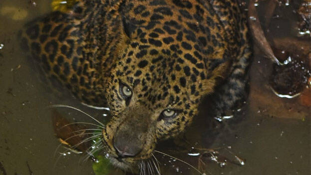 leopard-wild-kannur-beast