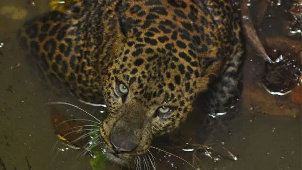 leopard-wild-kannur-beast