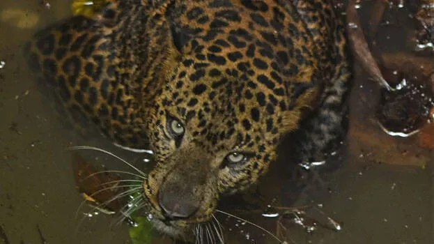 leopard