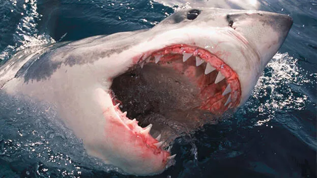 shark-attack