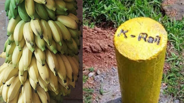 banana-