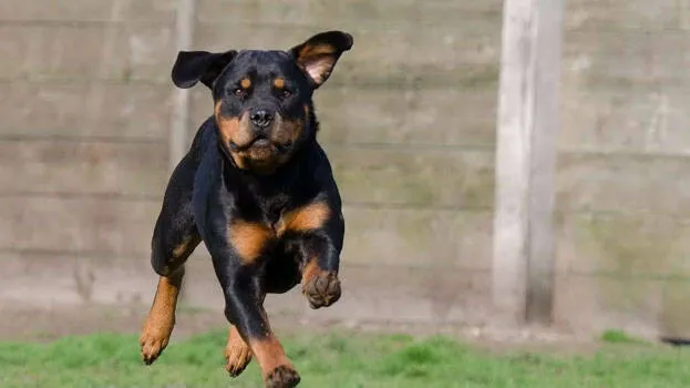 dog-