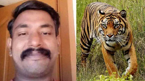 wayanad-tiger-attack