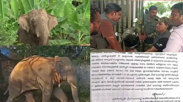 wild-elephant