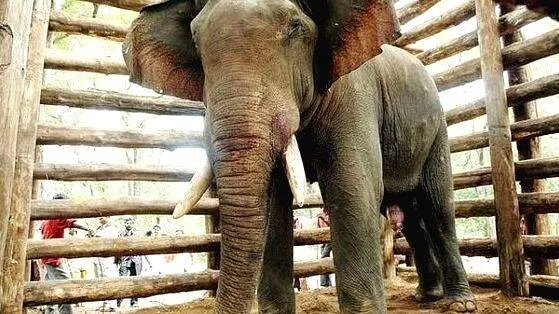 elephants