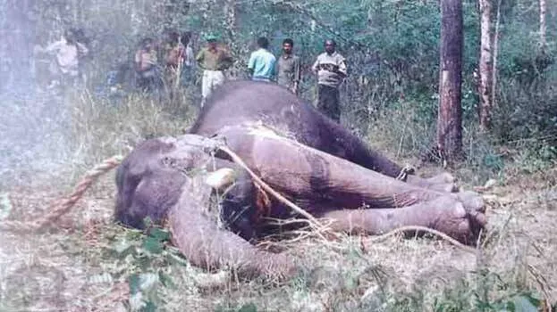 muthanga-forest-thaneer-k