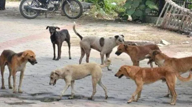 dog