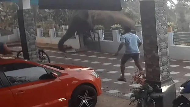 elephant-