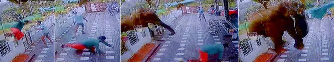 elephant-