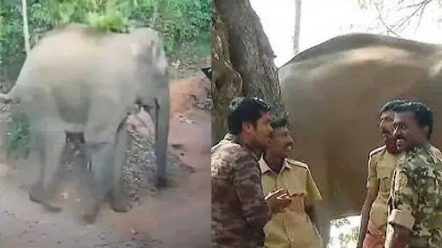 elephant