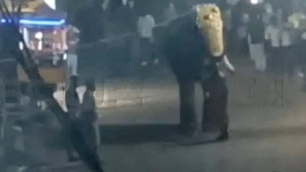 elephant
