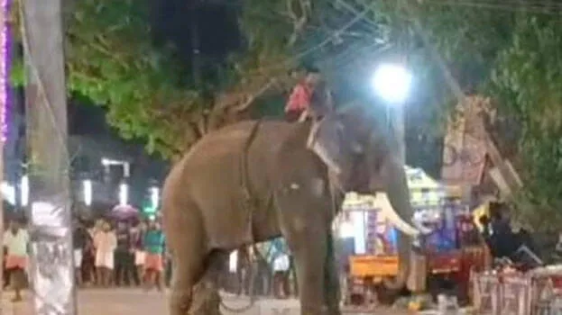 elephant
