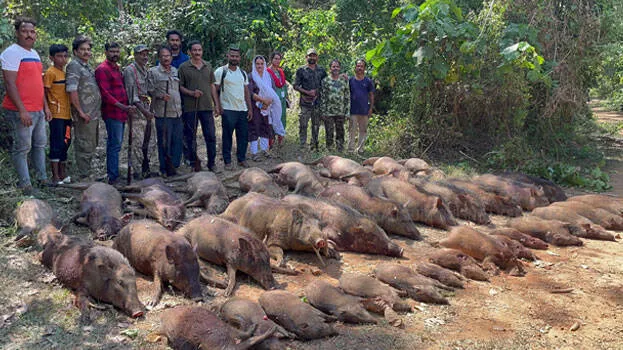 boars