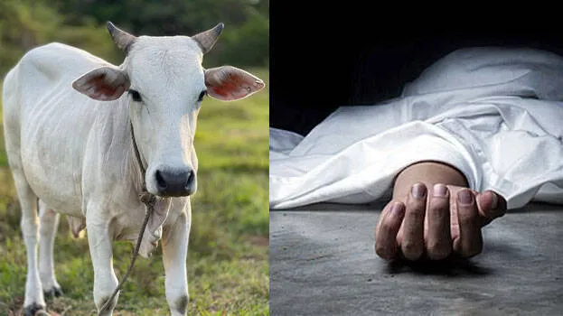 delhi-cow-attack-delhi