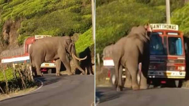padayappa-elephant-attack
