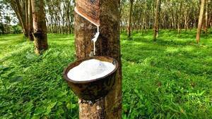 Superstar Rubber vote determining factor in Kottayam KERALA