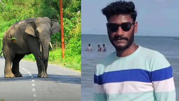 wild-elephant