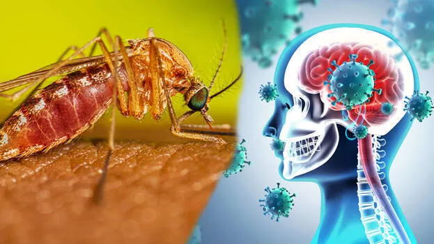 japanese-virus-kerala-con